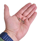 Imagen del producto Harry Potter - Pin de la Snitch Dorada