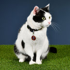 Product image Avengers - Comic Heroes Click-Collar for Dogs