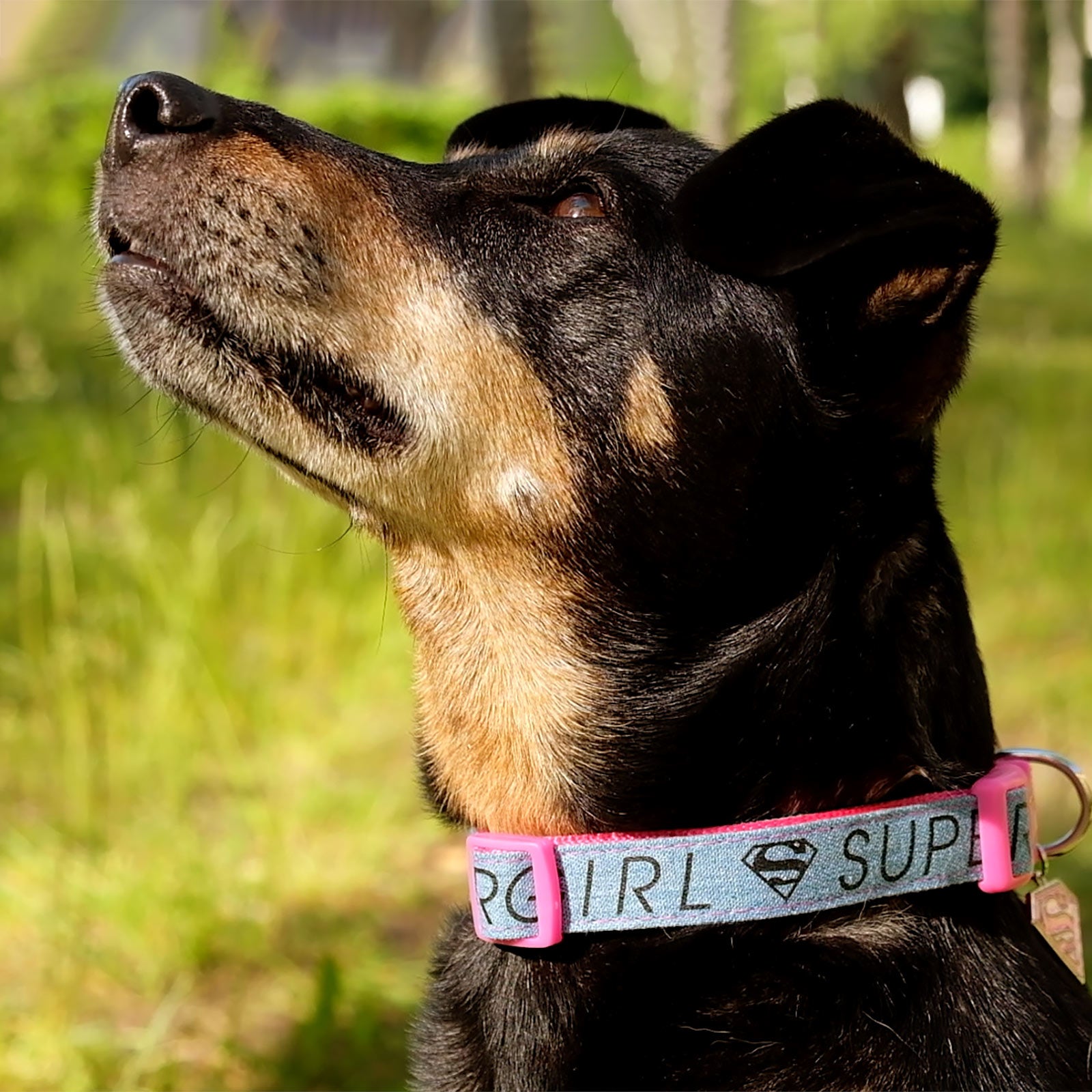 Imagen del producto Collar de perro Supergirl Click en rosa-azul