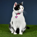 Imagen del producto Collar de perro Supergirl Click en rosa-azul