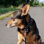 Imagen del producto Avengers - Correa para perros Comic Heroes