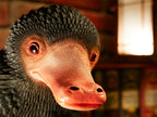 Product image Niffler Life-Size Statue - Fantastic Beasts