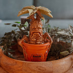 Product image Harry Potter - Mandrake Garden Figure