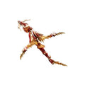 Imagen del producto Arcanadea - Figura Model Kit XenoAlma Blaze Ophis
