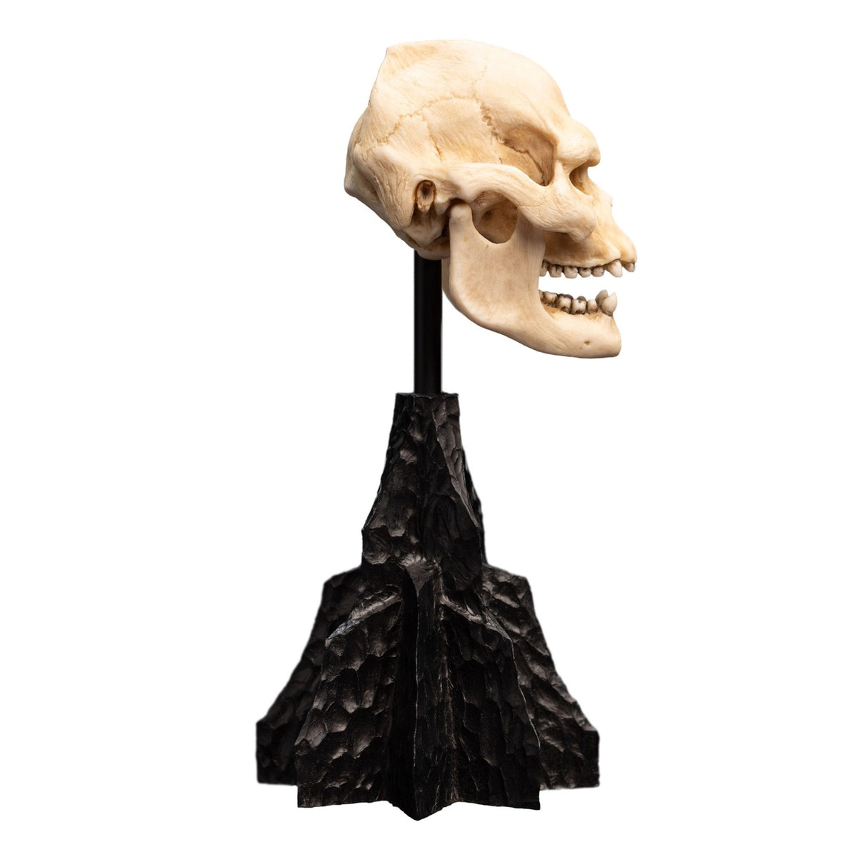 Imagen del producto El Señor de los Anillos - Mini estatua Cráneo de Lurtz