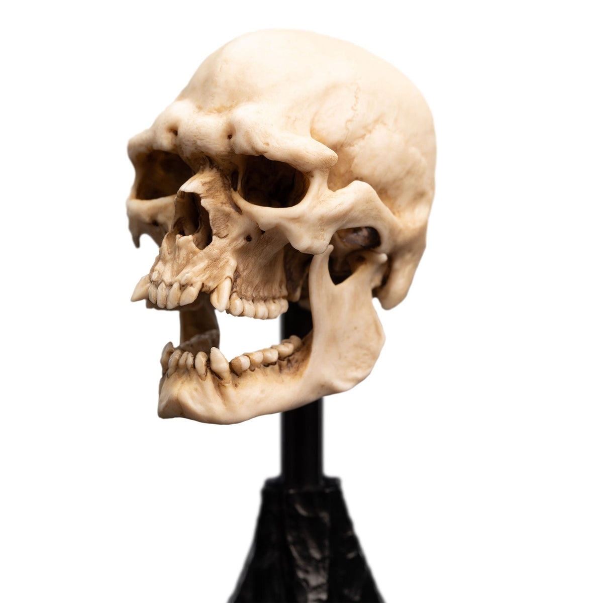 Imagen del producto El Señor de los Anillos - Calavera de un Orco de Mordor Mini Estatua