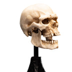 Imagen del producto El Señor de los Anillos - Calavera de un Orco de Mordor Mini Estatua