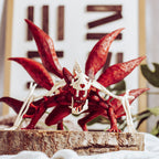 Product image Naruto Shippuden - Naruto Uzumaki (Nine Tails: Rampage) Ichibansho Figure