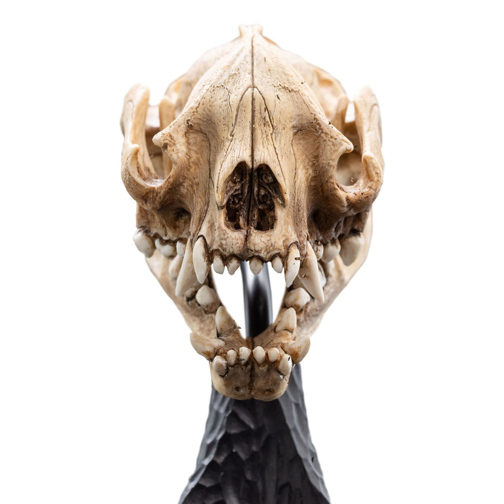 Imagen del producto El Señor de los Anillos Mini estatua Skull of a Warg 20 cm