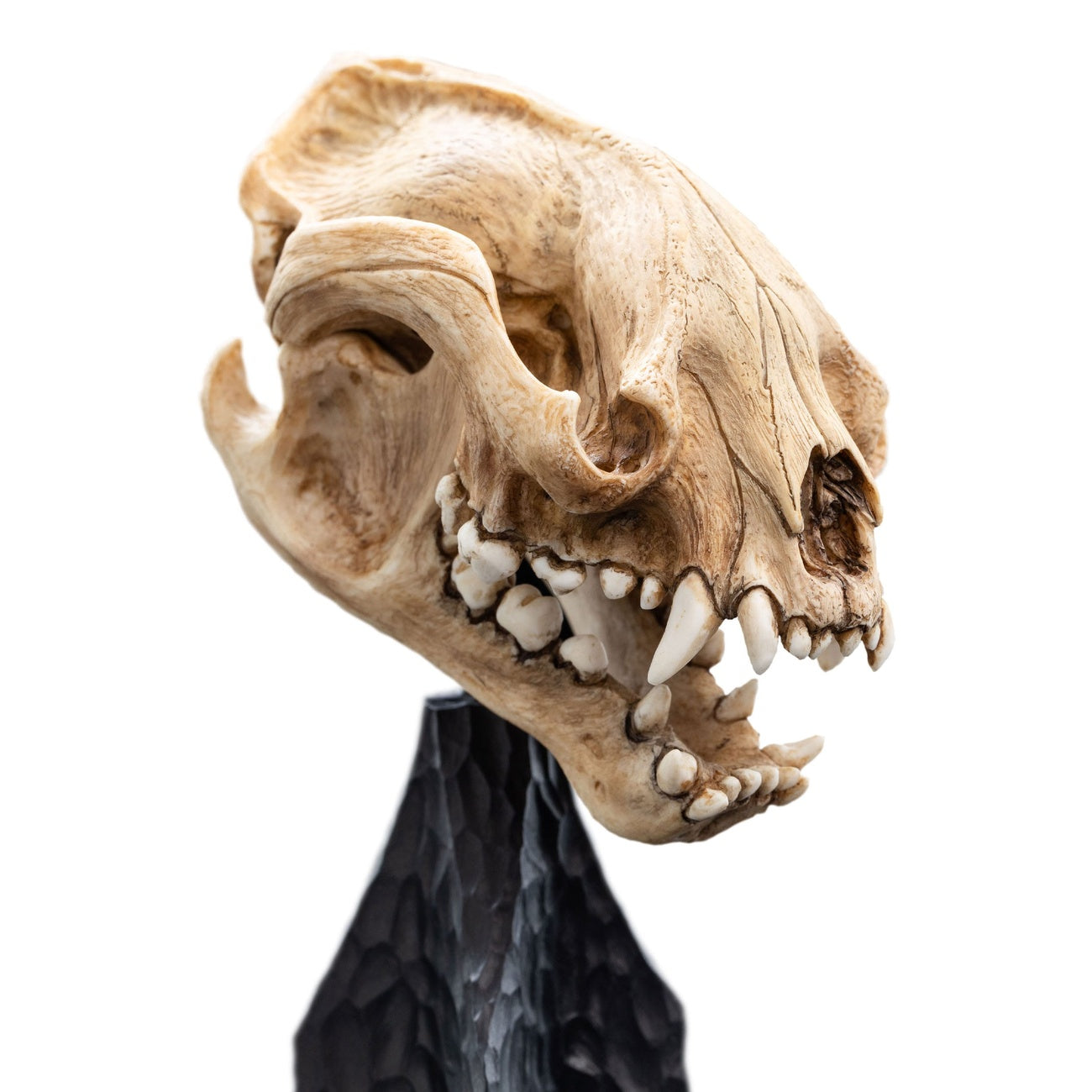 Imagen del producto El Señor de los Anillos Mini estatua Skull of a Warg 20 cm